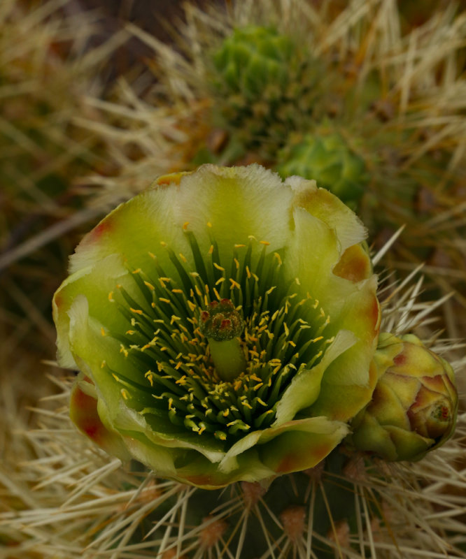 Emerging Cactus Beauty