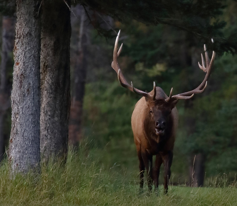 Buzz Off Wildlife Paparazzo!!