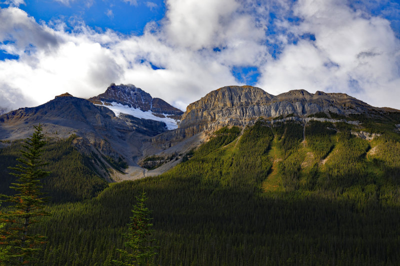 Tree Line 