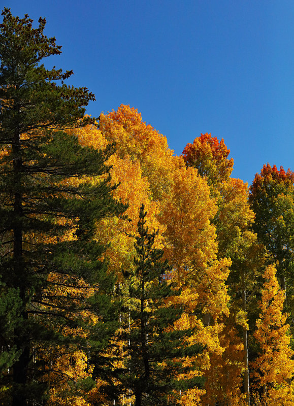 Autumn Color Among the Pines