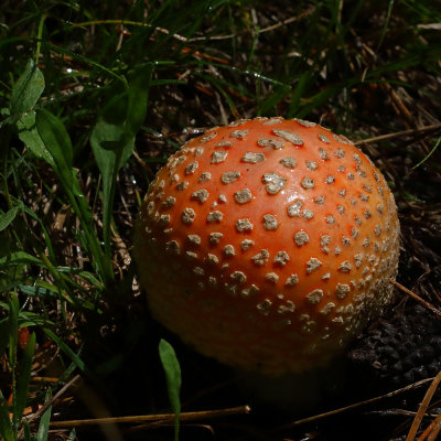 Mushrooms