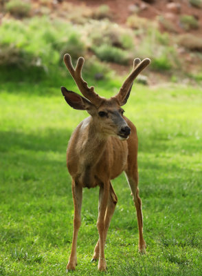 Deer Gallery