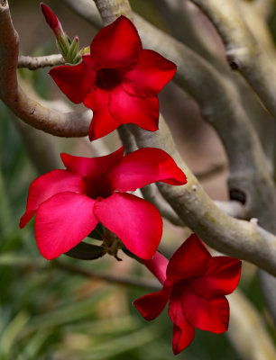 Red Satin Radiance