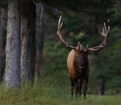 Elk Gallery
