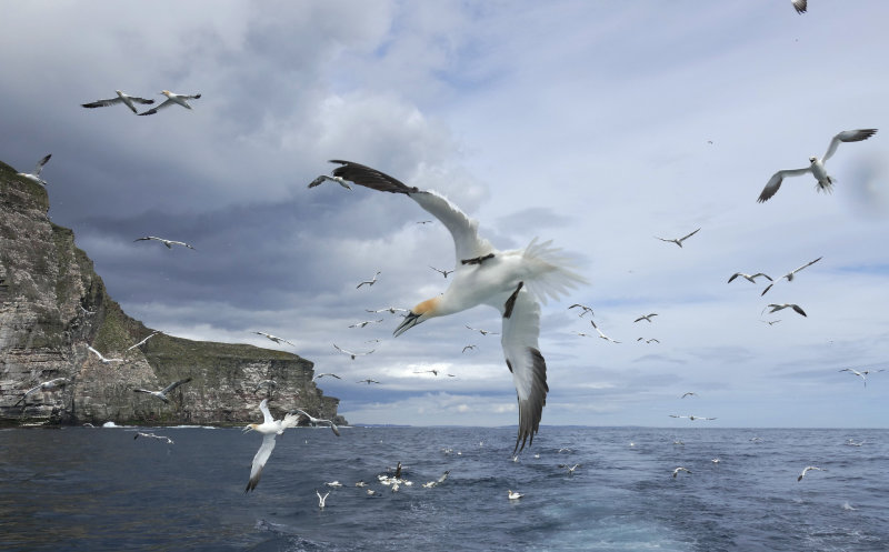 P1260127_Noss_Shetland.jpg