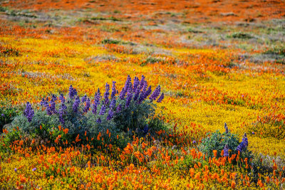 Antelope Valley Poppy Fields