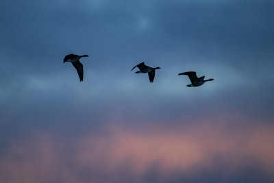 Sunset Geese