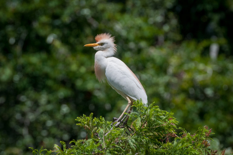 St Augustine FL-55.jpg