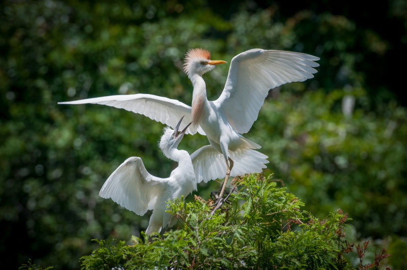 St Augustine FL-56.jpg