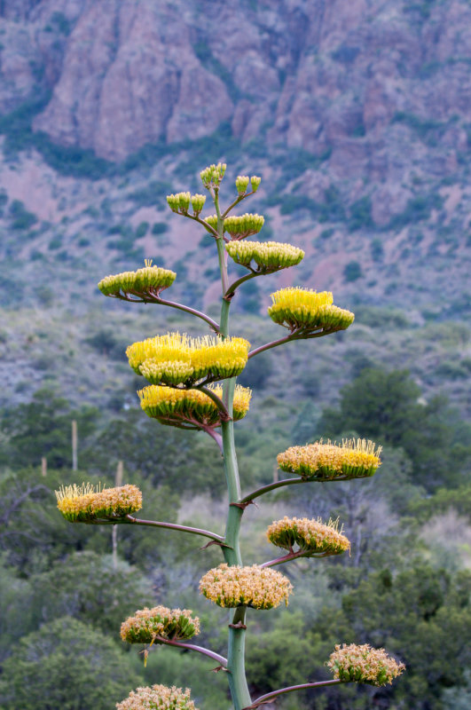 Terlinqua Big Bend -10.jpg