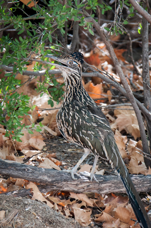 Terlinqua Big Bend -35.jpg