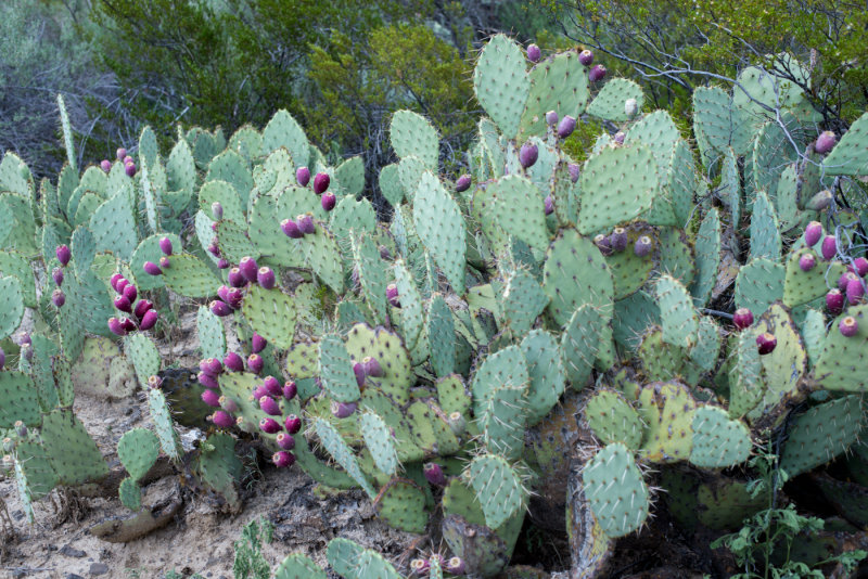 Terlinqua Big Bend -7.jpg