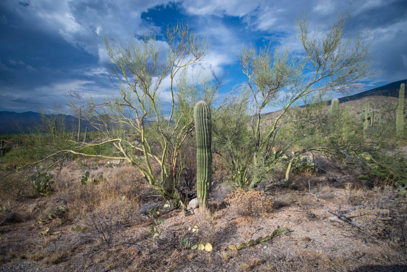 Tucson-17.jpg