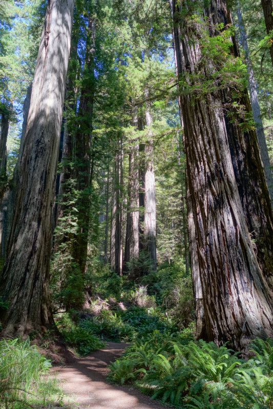 Redding-51.jpg