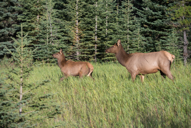 Banff-44.jpg