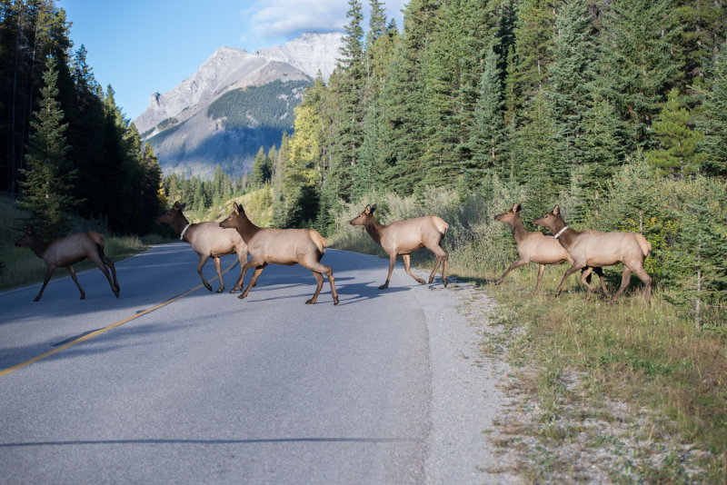 Banff-45.jpg