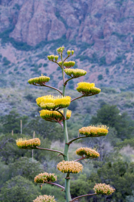 Terlinqua Big Bend -10.jpg