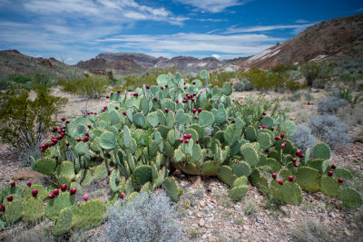 Terlinqua Big Bend -29.jpg
