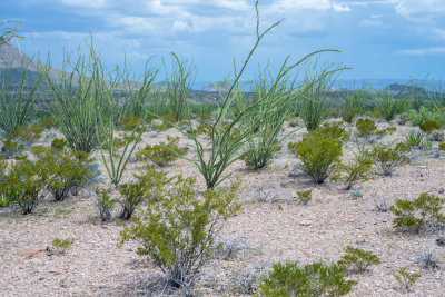 Terlinqua Big Bend -6.jpg