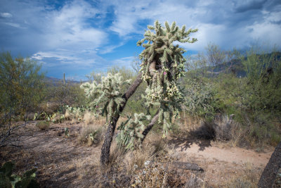 Tucson-10.jpg