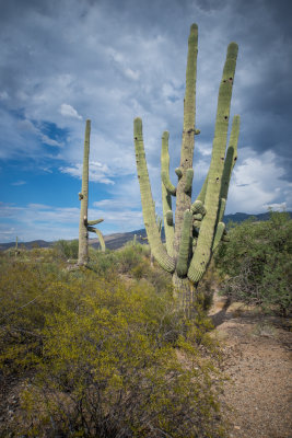 Tucson-14.jpg