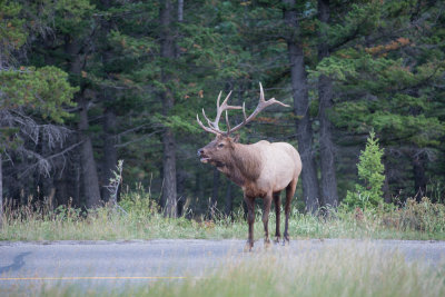 Banff-20.jpg