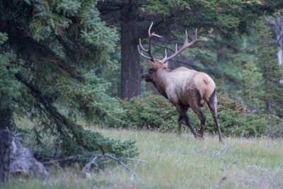 Banff-21.jpg