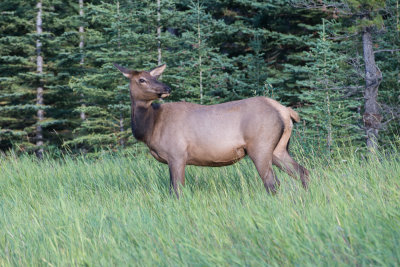 Banff-43.jpg