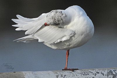 Mediterranean Gull