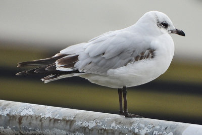 Mediterranean Gull