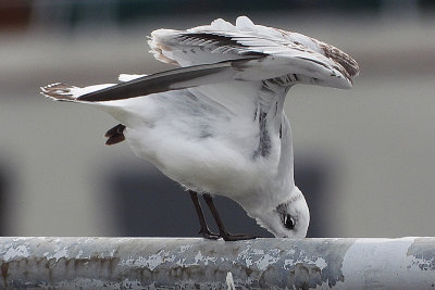 Mediterranean Gull