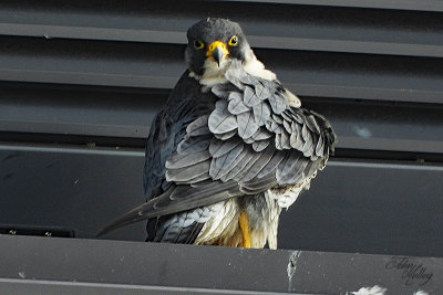 Peregrine