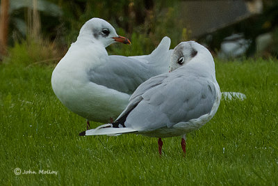 Mediterranean Gull