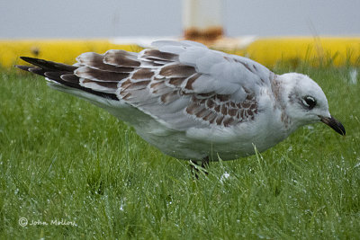 Mediterranean Gull