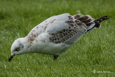 Mediterranean Gull