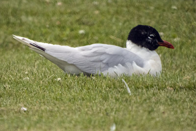 Mediterranean Gull