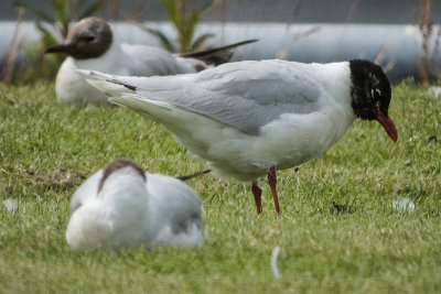 Mediterranean Gull