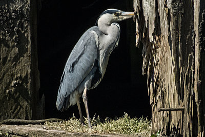 Grey Heron