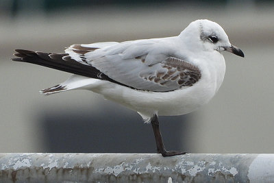 Mediterranean Gull