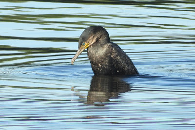 Cormorant