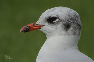 Mediterranean Gull