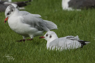 Mediterranean Gull