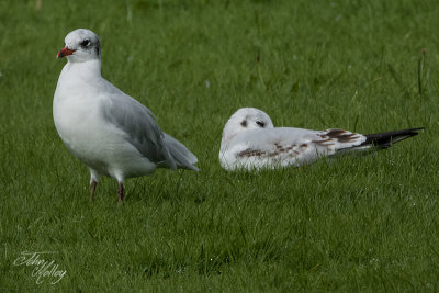 Mediterranean Gull