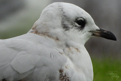 Mediterranean Gull