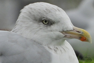 Herring Gull