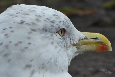 Lesser Black-backed Gull