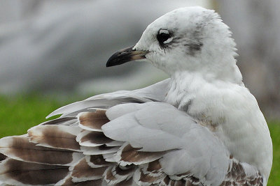 Mediterranean Gull