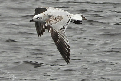 Mediterranean Gull