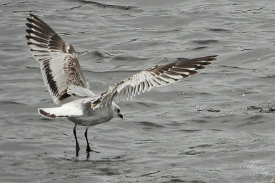 Mediterranean Gull