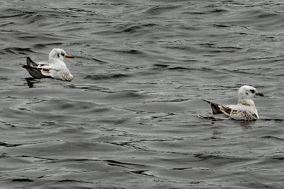 Mediterranean Gull